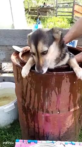 A dog is being bathed in a large, brown, weathered barrel. The dog is mostly submerged in water, with its head and paws visible over the rim. A person's hands are seen gently washing the dog's head and back. Water is splashing and dripping from the dog and the barrel. To the left of the barrel, there is a white bucket filled with water. The background shows a wooden fence and greenery, suggesting an outdoor setting. The overall scene depicts a dog bath in a rustic environment.