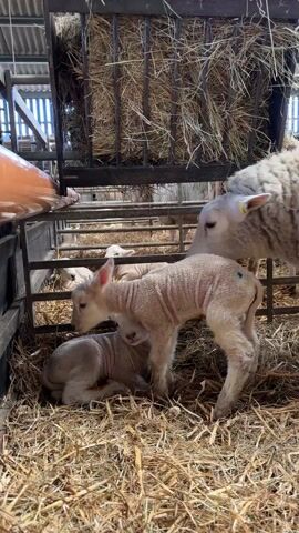 In a barn pen filled with hay, a ewe stands over a lamb that is trying to stand. Another lamb is lying down next to it. Behind the first lamb, two more are barely visible. A hay rack hangs above the pen. A child's reflection can be seen on the orange wrapping on the left.