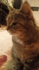 Tabby cat winds down for the evening in a Lida apartment