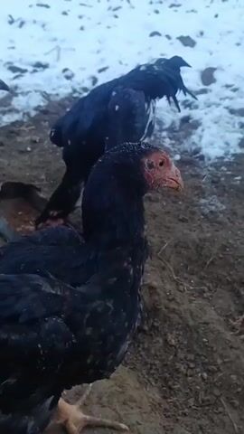 Here is a description of the video:

The video shows three black chickens eating from a long, trough-like container filled with food and what appears to be a chunk of raw meat. The ground is a mix of dirt and snow, indicating a cold environment. The chickens are picking at the food in the trough, with one chicken in particular focusing on the meat.
