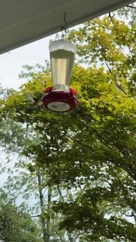 A hummingbird feeder hangs from a hook on the underside of a white overhang. The feeder is made of clear plastic and red plastic and is filled with a light-colored liquid. Green foliage and a cloudy sky are visible in the background. A hummingbird is seen hovering near the feeder at 00:01 and 00:02.
