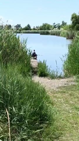 The video presents a peaceful outdoor scene of a person fishing on a bright, sunny day in what appears to be Kuleshovka, Russia. The shot is static, capturing a wide view of a calm body of water, likely a lake or pond, from a slightly elevated perspective.

The foreground and immediate sides of the frame are dominated by abundant, tall green reeds and grass, creating a natural frame for the central activity. In the middle distance, a solitary individual is seated on a small, rustic wooden dock or pier that extends into the tranquil water. They are actively engaged in fishing, holding a fishing rod with the line cast into the water.

The sky is clear and blue, indicating good weather conditions and bright daylight, suggesting it is either morning or early afternoon. The water surface is still, reflecting the sky's light. In the background, across the body of water, more green foliage, including trees, and some indistinct structures can be seen, hinting at a rural or semi-rural setting. The overall ambiance of the video conveys a sense of calm, relaxation, and quiet enjoyment of nature. There is no visible text in the video.