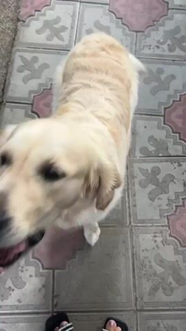 A golden retriever dog is being fed a treat from a person's hand. The dog is standing on a tiled patio next to the person, who is wearing sparkly sandals. The dog's fur is light golden in color, and it has a dark nose and eyes. The person's hand is holding a small treat between their fingers. The patio tiles are square with a decorative pattern.