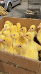 Young poultry and rabbit observed in cages in Russia