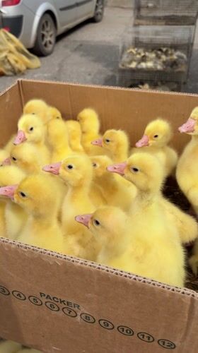 Young poultry and rabbit observed in cages in Russia