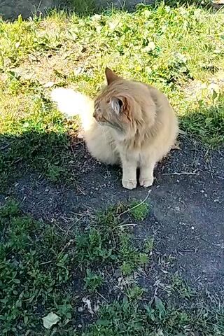 A fluffy, orange cat sits on dark ground surrounded by green grass. The cat is facing to the left, then turns its head to look directly at the camera before looking back to the left. Sunlight casts shadows on the grass and the cat. In the background, a white wooden structure with doors is visible. The video is approximately four seconds long.