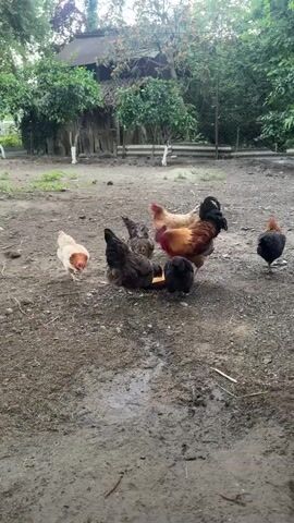 A group of chickens are gathered around a shallow dish on the ground, pecking at what appears to be corn. The chickens are of various colors, including brown, black, and white. One chicken, a rooster with a prominent red comb, is particularly active in the feeding. The ground is dirt and gravel, with some patches of mud. In the background, there is a rustic wooden fence and dense green foliage, suggesting an outdoor, possibly rural, setting. A thatched-roof structure is visible further in the distance.