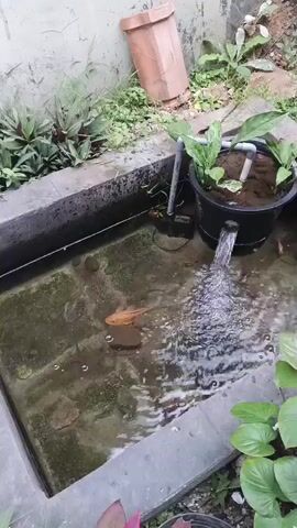 A small, rectangular pond is seen from a high angle. The pond has a concrete border. Inside the pond, there is a fish that appears to be golden in color. There is also a rock within the pond. A water pump is visible on the right side of the pond, which is spraying water into the pond from a black container that has plants growing in it. The water is splashing into the pond, creating ripples. Around the pond, there are various plants and a terracotta pot. The ground surrounding the pond appears to be made of concrete and some gravel.
