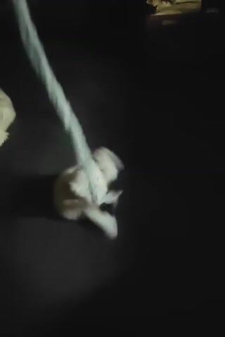 A fluffy white cat with light orange markings is playing with a thick rope that is dangling from above. The cat is on a dark-colored surface, possibly a carpet or floor. The rope is being moved in a way that appears to be designed to engage the cat, as it is swinging and twisting. The cat is actively batting at the rope with its paws and body, demonstrating a playful and engaged demeanor. The lighting is dim, with the rope and parts of the cat illuminated by a light source from above.