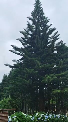 The video begins by focusing on a tall evergreen tree with layered branches, set against an overcast sky. In the foreground, a wooden playhouse with a small ladder and platform is visible. Surrounding the playhouse and extending into the background are numerous clusters of hydrangeas in shades of blue and white, along with vibrant green grass. Further back, a white tent is set up, surrounded by more hydrangeas and trees. The camera pans left, revealing more of the lush green lawn, the tent, and the dense forest that forms the backdrop of the scene. The overall impression is of a serene, natural setting, possibly a park or garden, with a touch of playful architecture.