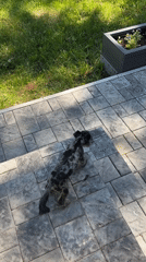 Dog chews object on pavement in Chaikovsky, Russia