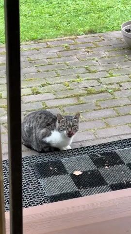 A tabby and white cat sits on a doormat. The doormat has a black and gray checkered pattern. The cat is facing the right of the frame, looking down. Behind the doormat is a brick patio. Beyond the patio is green grass. The scene is viewed through a dark frame, possibly a doorway or window. The lighting appears to be natural, suggesting it is daytime.