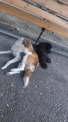 Two dogs rest under bench in Taraz, Kazakhstan