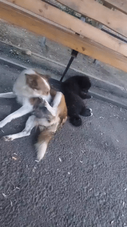 Two dogs rest under bench in Taraz, Kazakhstan