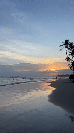 Woman walks dogs on Kathaluwa beach at sunset