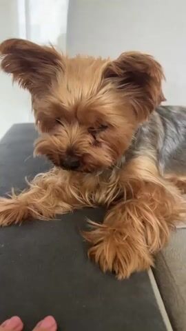 A Yorkshire Terrier dog is lying on a dark gray sofa cushion. A human hand with manicured fingernails is in the foreground, extending towards the dog. The dog looks down at the hand and repeatedly licks its nose and lips. The background is blurred but appears to be an indoor setting with a light-colored wall and possibly a window. The dog's fur is a mix of tan and gray.