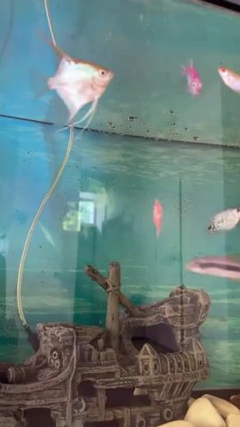 The video shows a school of fish swimming in an aquarium. The aquarium is decorated with a sunken ship and white rocks. The fish are of various colors, including pink, orange, and white. The water in the aquarium is clear and blue, and there are a few bubbles visible on the surface. The video is shot from a close-up perspective, allowing the viewer to see the details of the fish and their movements. The lighting in the aquarium appears to be natural, suggesting that the video was taken during the daytime. The overall mood of the video is peaceful and calming, with the gentle movements of the fish creating a sense of serenity.