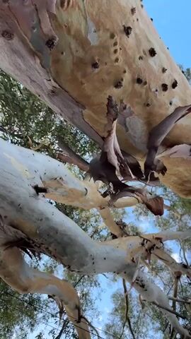 The video shows a low-angle shot of a large tree trunk and branches against a blue sky with some foliage. The bark of the tree is peeling and multicolored, with shades of white, light brown, and pink. There are many small holes or divots in the bark. The camera is panning slowly upwards and to the right, revealing more of the tree's structure and the surrounding canopy. The overall impression is one of looking up through the branches of a mature tree.