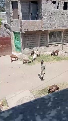 Here's a description of the video:

The video shows a young boy walking on a dirt road in a residential area. There are several sheep grazing on the side of the road near a building with a green door and a brick gate. The building appears to be under construction or unfinished. The boy is walking away from the camera and the sheep are mostly stationary, grazing. The scene seems to be set in a sunny, rural or peri-urban environment.