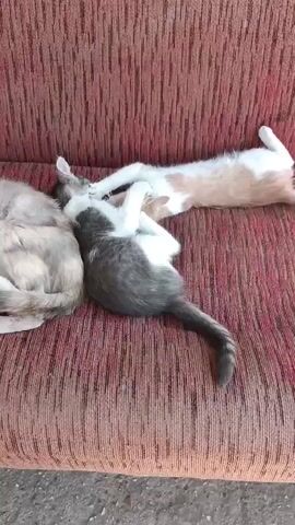 The video shows three cats on a red couch. Two of the cats are playing together. One cat is gray and white, and the other is white with some light orange markings. They are wrestling and batting at each other. The third cat, which is gray and fluffy, is lying down on the left side of the couch and appears to be sleeping or resting. The couch has a textured fabric.