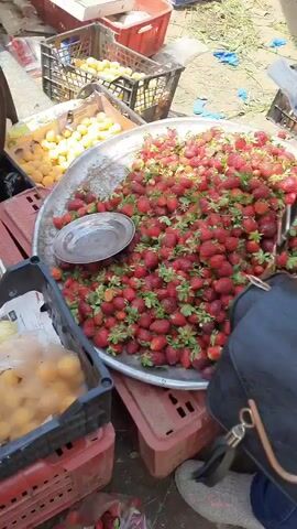 The video shows a vendor in an outdoor market, displaying various fruits. The camera pans across crates and trays filled with strawberries, apricots, plums, and grapes. The grapes are of different varieties, including red, green, and black. A person wearing a black top and a patterned long-sleeved shirt is seen putting fruit into a clear plastic bag. They are sitting near the fruit display, surrounded by plastic crates and what appears to be newspapers used as a liner. The setting suggests a bustling marketplace with a variety of produce available for purchase.