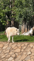 Zoo visit in Izhevsk features Arctic wolves, guinea pigs