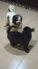 Two dogs play together on tiles in Ipetumodu, Nigeria
