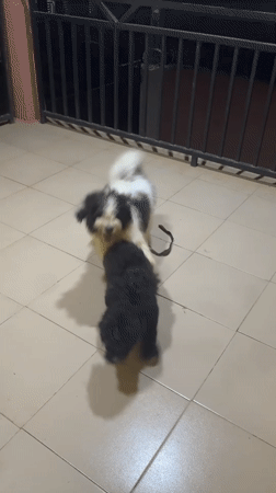 Two dogs play together on tiles in Ipetumodu, Nigeria