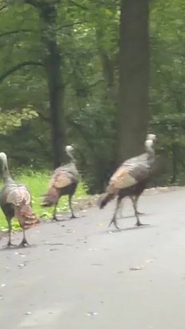 A video shows a paved surface with a wooded area to the left and right. Three wild turkeys are on the paved surface, walking from left to right. The turkeys have brown and black feathers. The turkey on the left is facing towards the right. The middle turkey is facing towards the right and its body is blurred from motion. The turkey on the right is facing towards the right and its body is blurred from motion. There are fallen leaves on the paved surface. The trees are green and lush. The lighting is overcast.