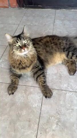 A long-haired tabby cat lies on a tiled floor. The cat is facing left with its head turned towards the camera. Its fur is a mix of brown, black, and tan. The cat's eyes are green. The background is blurred, but appears to be a brick wall and a wooden door.