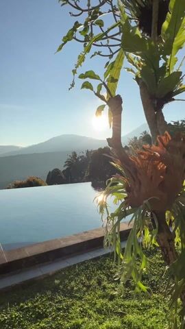 The video shows a serene outdoor scene featuring a rectangular infinity pool. The pool's still, turquoise water reflects the bright sunlight, creating a shimmering effect.  Behind the pool, a verdant mountain range is visible against a clear, bright blue sky. In the foreground, a tree with broad, green leaves stands prominently. Attached to its trunk is a large, brown, fan-shaped fern. The ground around the tree is covered with lush, green grass.  The sun shines brightly behind the tree, partially obscuring it but creating a warm, sun-drenched atmosphere. The overall impression is one of tranquility and natural beauty.