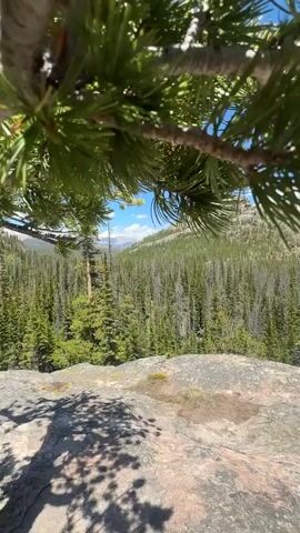 The media file is a video displaying a scenic mountain landscape. The foreground is dominated by the branches and needles of a coniferous tree, likely a pine, casting shadows on a rocky surface. Beyond the foreground, a vast expanse of dense evergreen forest stretches across rolling hills. In the distance, a prominent mountain peak with rocky outcrops rises above the treeline, silhouetted against a bright blue sky dotted with fluffy white clouds.

The scene appears to be set during the daytime, with clear skies and bright sunlight indicating fair weather. The presence of the evergreen forest and the mountainous terrain suggests a location in a mountainous region, possibly a national park or wilderness area. The overall mood is serene and tranquil, evoking a sense of natural beauty and a connection to the outdoors. There is no visible text in the media file. The context provided indicates the location is Allenspark, United States, which is consistent with the visual elements of a mountainous, forested landscape.
