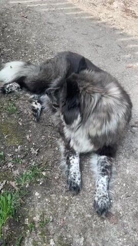 Here's a detailed description of the video:

The video shows a large, long-haired dog lying on the ground outdoors. The dog's fur is primarily gray and black, with white spots on its lower legs. It is lying on a dirt surface mixed with some small stones and patches of green grass. The dog briefly licks its leg before resting its head. The surrounding environment is generally shaded, and a few stray leaves are scattered around.