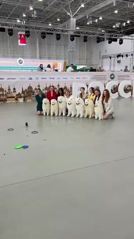 A group of nine fluffy white dogs, most likely Samoyeds, are sitting in a row on a grey floor. The dogs are of varying sizes, with some appearing to be puppies and others adult dogs. They are all facing forward, and some have their tongues sticking out. Behind the dogs, eight young women are kneeling or sitting. The women are dressed in casual clothing, and some are smiling at the camera. They appear to be handlers or owners of the dogs. In the background, there is a banner with Russian text and logos, suggesting the event is a dog show or competition. The environment appears to be an indoor exhibition hall, with a high ceiling and industrial lighting. There are also some colorful discs on the floor in the foreground, possibly props or discarded items. The overall scene is one of a successful and happy dog show.