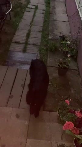 A black dog with glowing yellow eyes is seen from an overhead perspective on a set of outdoor stairs. The dog is large and furry, and its tail is visible. The dog is looking up at the camera. The background shows a stone pathway, some plants in pots, and a small table. The lighting suggests it is dusk or nighttime. The dog appears to be a domestic animal, likely a pet.