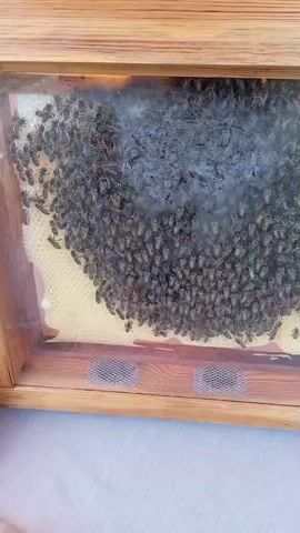 A video shows a close-up view of a beehive, likely a observation hive, with numerous bees clustered together on a honeycomb structure. The hive is encased in a wooden frame with a clear glass or plastic front, allowing visibility into the interior. The honeycomb is visible on the right side of the frame, appearing as a yellow, hexagonal wax structure. The majority of the bees are concentrated on the left side of the frame, forming a dense mass. Some individual bees are moving across the honeycomb, while others are clustered together. The lighting suggests an indoor environment, with the focus solely on the beehive and its inhabitants.