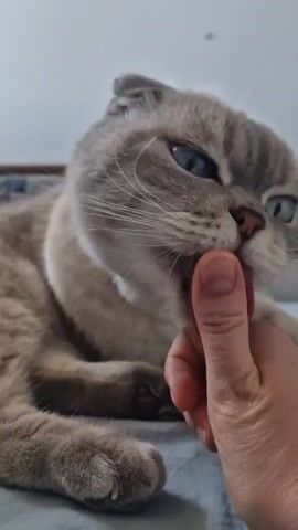 The video shows a close-up shot of a grey and white Scottish Fold cat being fed by a human hand. The cat is lying down, and the human finger is offering a small piece of food, which the cat licks and eats. The background is blurred, suggesting the focus is entirely on the interaction between the cat and the hand.