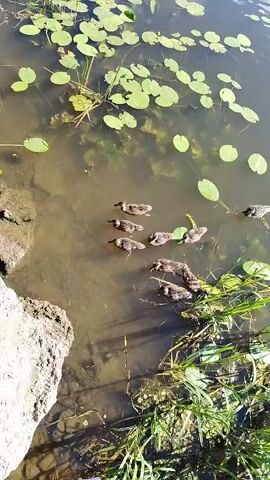 A flock of ducklings swims together in murky water near lily pads. One adult duck swims to the right. The water is surrounded by tall green grass and a large rock on the left.