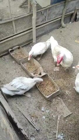 FOUR WHITE DUCKS ARE SHOWN EATING FROM A LONG FEEDER DIVIDED INTO SEVERAL COMPARTMENTS. THE DUCKS ARE IN A DIRT AREA WITH SOME DEBRIS AND ROUGH WOODEN STRUCTURES IN THE BACKGROUND. THE FEEDER APPEARS TO BE MADE FROM RECYCLED PLASTIC. THE VIDEO IS SHOT FROM A SLIGHTLY HIGH ANGLE.