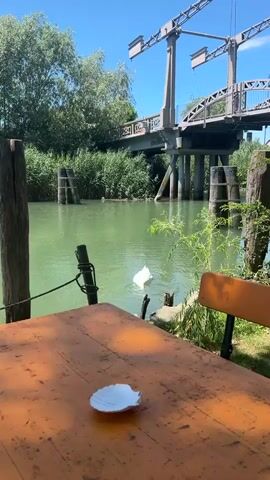 A white swan swims in green water near a riverbank. In the foreground, a wooden table with an orange surface is partially visible, with a white seashell on it. A wooden bench is behind the table. A bridge with metal supports and railings spans the river in the background, surrounded by tall green reeds. The water is calm with ripples from the swan's movement.