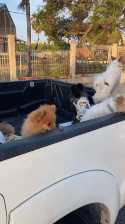 Dogs chilling in a truck bed at a Pattaya beach