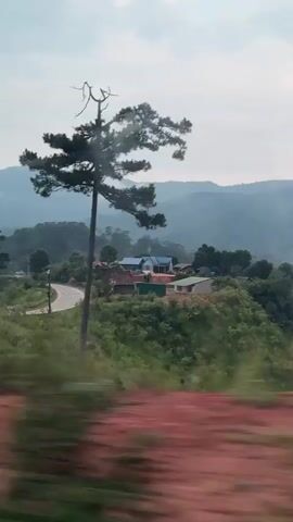 The video shows a view from a moving vehicle, likely a bus, driving through a mountainous area. The landscape is lush with greenery, featuring trees and hills. In the distance, mountains are visible with some low-lying clouds obscuring their peaks. A small village with houses is seen nestled among the trees. A tall pine tree stands prominently in the foreground, its unique shape drawing attention. The guardrail of the road is visible in the lower part of the frame, indicating the vehicle is moving along a highway.  The sky is overcast.
