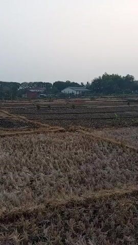 A drone flies over a harvested rice field. The field is filled with stubble, and in the background, there are buildings and trees. The sky is overcast.