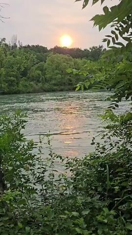 The video is a vertical, shaky shot of a river at sunset. The sun is visible above a treeline in the distance, casting a reflection on the water. Dense green foliage frames the foreground and edges of the frame. The water appears to be flowing and has a greenish hue.
