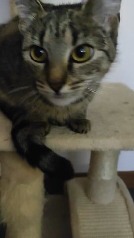 A close-up, slightly tilted shot captures a tabby cat on a beige cat tree. The cat is facing the camera, with its head turned to the side. Its body is partially obscured by the cat tree. The cat has green eyes and tabby markings on its fur. Its right paw is visible, with a black paw pad. The cat licks its nose and then its paw. The background is a plain white wall and a portion of the cat tree.