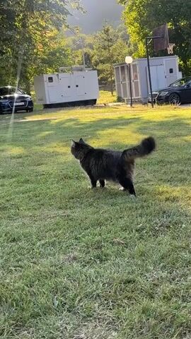 A fluffy cat with dark grey and brown fur stands in a grassy area. The cat is facing to the left of the frame. Behind the cat, there are two large white generator units and two smaller grey utility boxes. A black car is parked to the left of the generator units. Sunlight casts shadows on the grass. A person's arm and hand reach into the frame from the right, moving towards the cat. The cat turns its head to the left and then begins to move its body to the left, away from the outstretched hand. The person's hand is extended with fingers slightly curled. The cat's tail is curved upwards. The background includes trees and a hill.