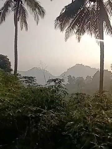 THE VIDEO SHOWS A LANDSCAPE WITH SEVERAL COCONUT TREES IN THE FOREGROUND. IN THE MIDDLE GROUND, THERE ARE VARIOUS PLANTS AND FOLIAGE. IN THE BACKGROUND, THERE ARE ROLLING HILLS COVERED IN MIST OR FOG. THE SKY IS BRIGHT AND OVERCAST, SUGGESTING IT IS EITHER EARLY MORNING OR LATE AFTERNOON. THE OVERALL SCENE DEPICTS A TROPICAL OR SUBTROPICAL ENVIRONMENT. THERE ARE NO PEOPLE VISIBLE IN THE VIDEO. THE CAMERA IS STATIONARY THROUGHOUT THE CLIP.