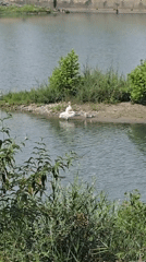 Peaceful afternoon river walk captures swans, boats, nature
