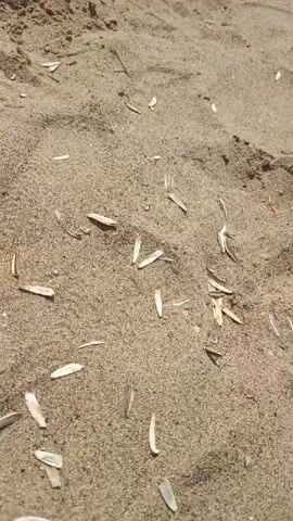 The video displays a close-up, ground-level view of light brown, coarse sand. Initially, numerous small, white, elongated husks, resembling sunflower seed shells, are scattered across the sandy surface. As the camera slowly pans from left to right, the concentration of these husks diminishes, revealing more of the sand's texture and scattered tiny dark pebbles. No individuals or distinct actions are present in the frame. The environment depicted is an outdoor sandy area.