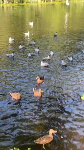 The media file depicts a serene scene at a body of water, likely a lake or pond, in Sosnoviy Bor, Russia. The water is calm and reflects the surrounding greenery, suggesting a pleasant, possibly sunny day. Several ducks and seagulls are present on the water, some swimming leisurely and others in mid-flight. The ducks appear to be a mix of mallards, easily identifiable by their brown and green plumage. The seagulls are predominantly white with dark markings.

The activity captured is a gathering of these waterfowl, with some of the seagulls appearing to be interacting with the ducks, perhaps competing for food or simply sharing the space. There is a moment of commotion as several seagulls take flight, creating splashes in the water, suggesting a sudden event or the start of a feeding frenzy. The overall impression is one of natural wildlife in a peaceful, picturesque setting.

The time of day appears to be daytime, given the lighting conditions and the activity of the birds. The weather seems fair, with no indication of rain or strong winds. The lush green foliage along the bank of the water body reinforces the impression of a natural, possibly park-like or wilderness area. There is no visible text in the media file. The emotions conveyed are primarily those of tranquility and the natural beauty of the wildlife.